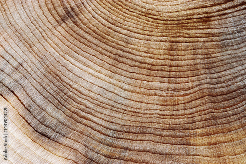 Close-Up of Wooden Tree Rings with Natural Texture, Detailed of tree rings at natural growth patterns and textures of wood. Circular lines and earthy tones, nature organic aesthetic background