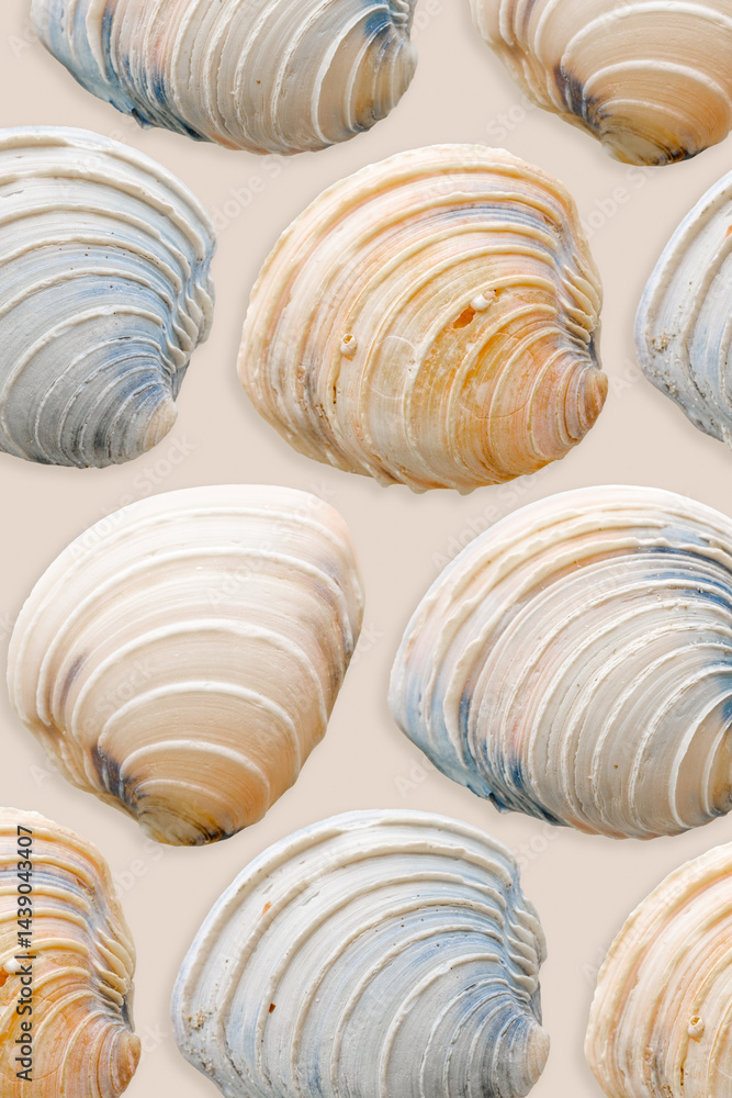 Minimal aesthetic pattern Shells of mollusk blue beige color on beige. Natural oceanic seashells with soft shadows. Marine, nautical style concept, sea life design wallpaper, summer poster