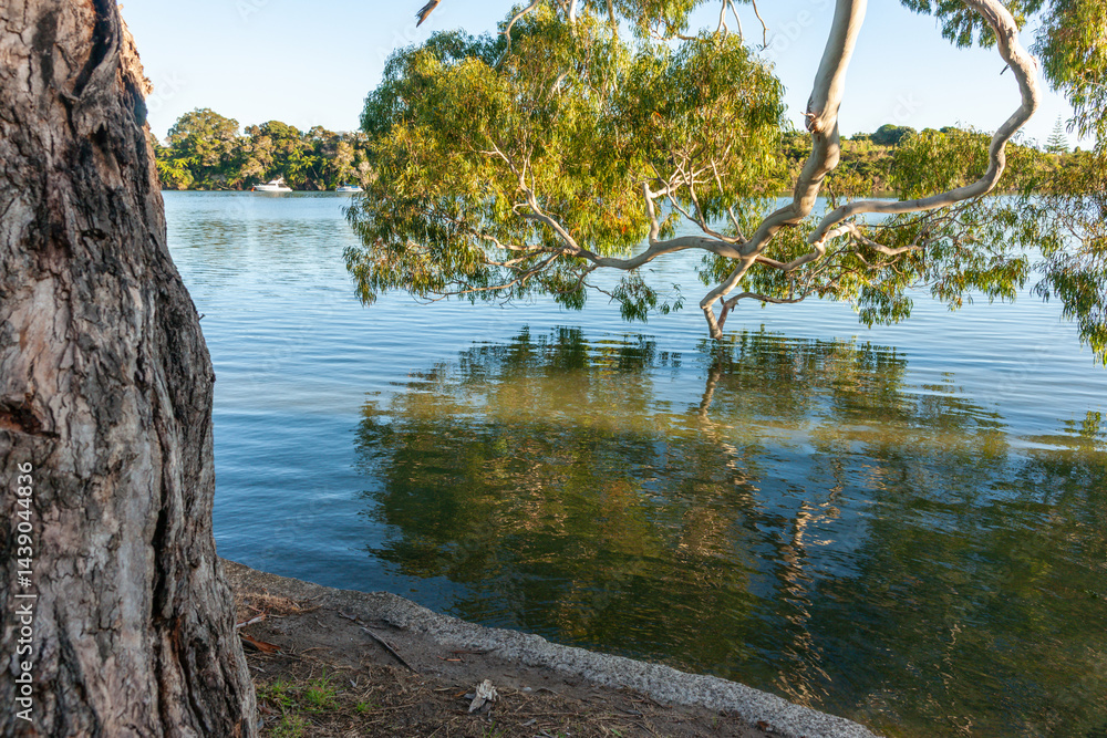 Mature eucalyptus tree foliage hanging over water