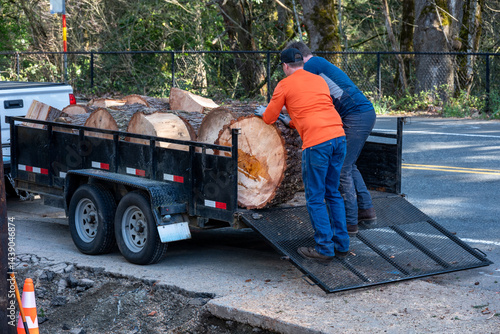 Fotografie Workman loading Douglass fir tree cut down tree trunk rounds into a trailer to h