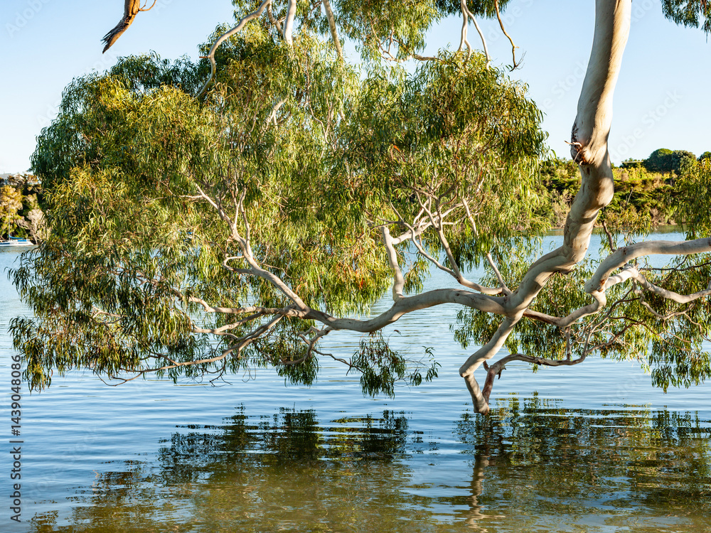 Mature eucalyptus tree foliage hanging over water