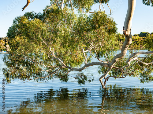 Obraz na płótnie Mature eucalyptus tree foliage hanging over water w salonie