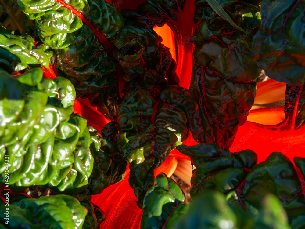 Bright red stems of swiss chard close up