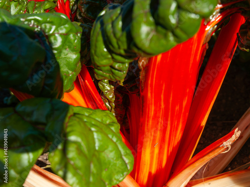Obraz na płótnie Bright red stems of swiss chard close up w salonie