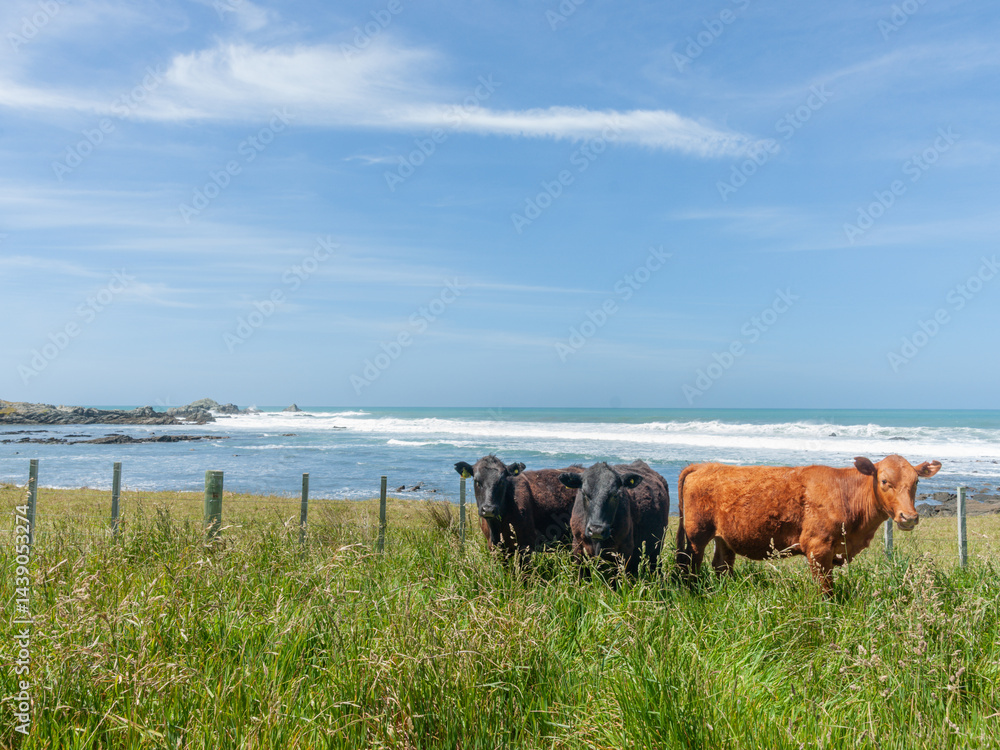 Diversity in Cattle in coastal paddock red and black.