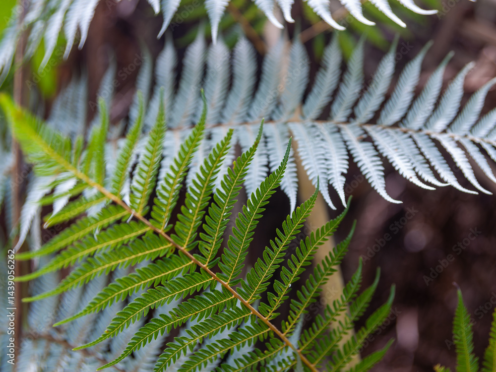 Green fern frond with silver fern defocused in background symbolizing diversity New Zealand.