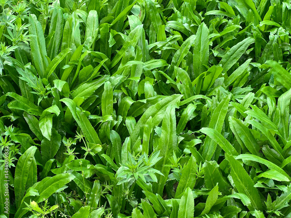 Obraz premium green parsley leaves in the garden