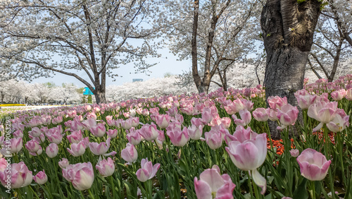 Wallpaper Mural Tulips and cherry blossoms in garden Torontodigital.ca