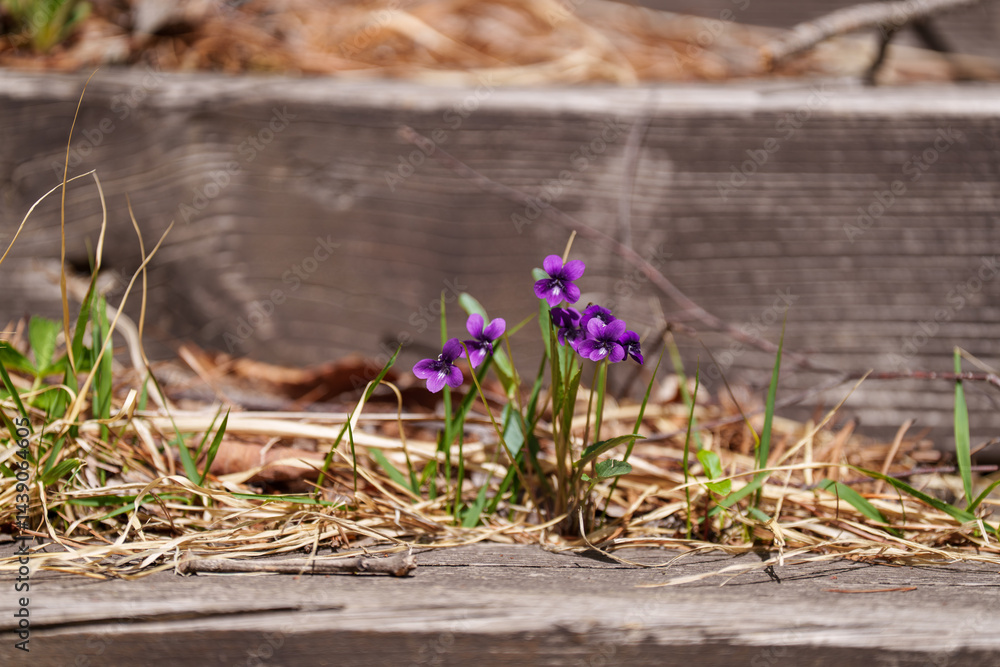Obraz premium Close-up photo of Violet (Viola mandshurica) flowers blooming on wooden stairs in spring