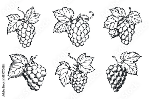 Collection of Detailed Grape Clusters with Leaves in Black and White Line Art