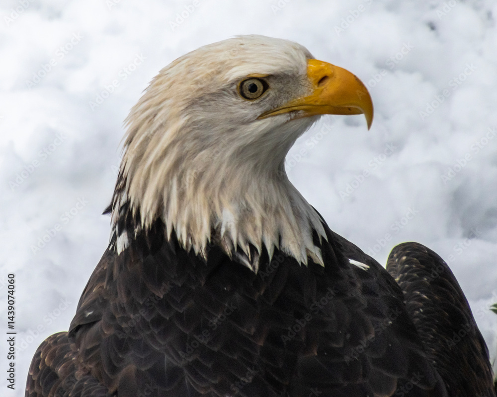 Obraz premium Majestic bald eagle perched against a snowy backdrop captures attention in nature's beauty