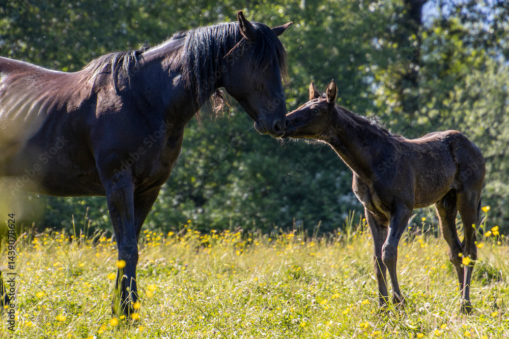 Fototapeta premium Mother horse and foal share an affectionate moment in a sunny field surrounded by wildflowers
