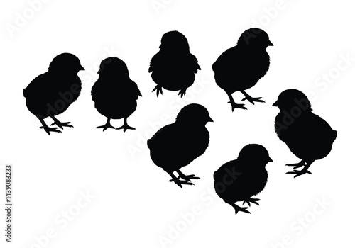 Chicks Silhouette. This image shows the black silhouettes of chicks, also referred to as baby poultry or hatchlings, in various cute poses. Vector clipart illustration design.