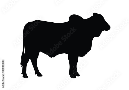 Brahman Cow Silhouette. This image shows a black silhouette of a Brahman cow, also known as Bos indicus or Brahmin cattle, standing in profile view. Vector clipart illustration design.