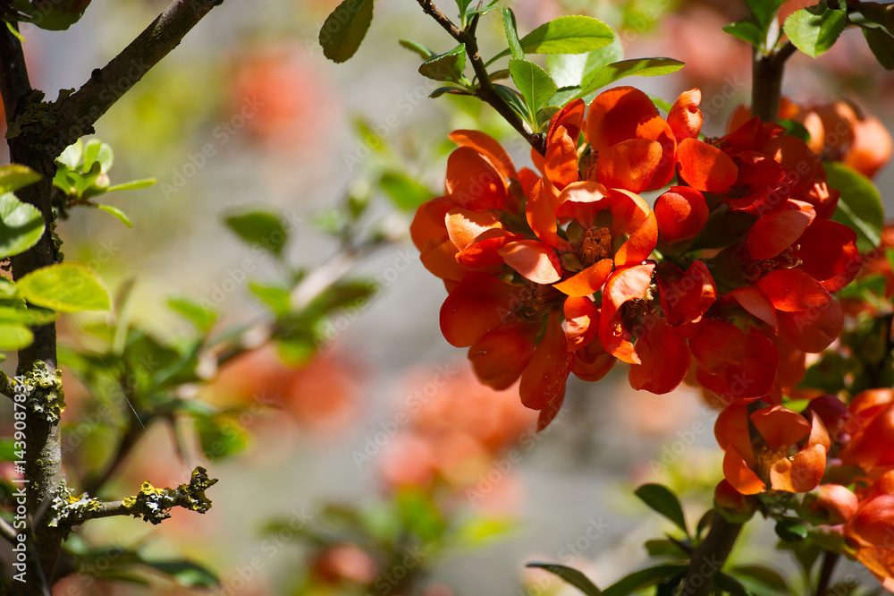 Obraz premium Japanese quince blooming with vibrant orange flowers in spring