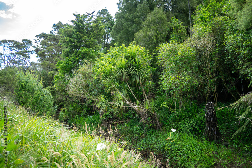 Naklejka premium New Zealand park with lilies and New Zealand cabbage tree, Albany, Auckland