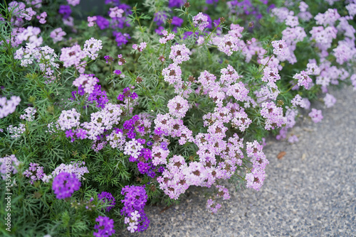 Verbena hybrida in a garden bloom with pale violet flowers, close-up