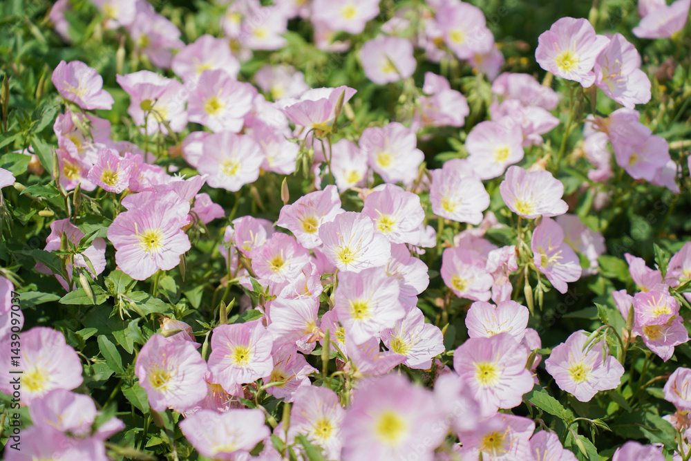 pink evening primrose flowers blooming in spring