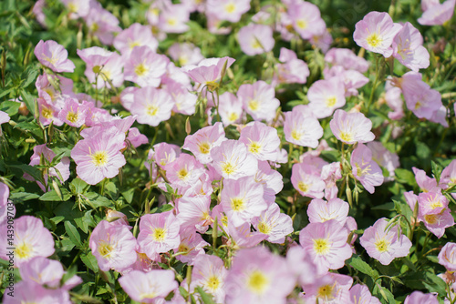 Obraz na płótnie pink evening primrose flowers blooming in spring w salonie