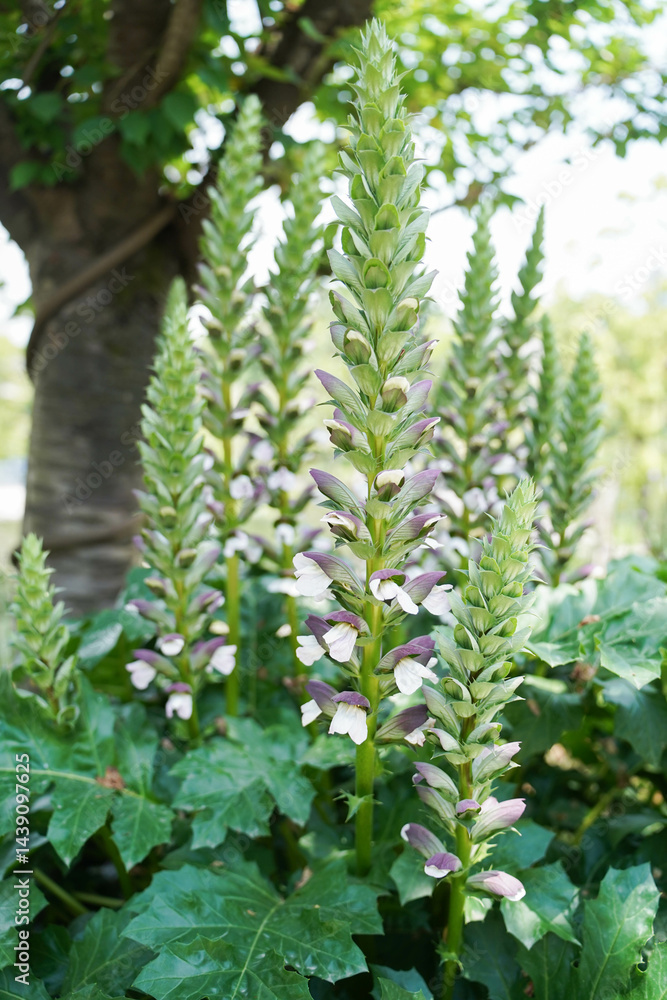 Acanthus mollis, commonly known as bear's breeches, sea dock, bearsfoot