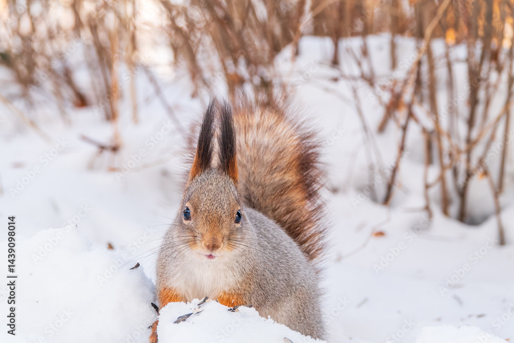 Portrait of a squirrel in winter on white snow background Portrait of a squirrel in winter on white snow background