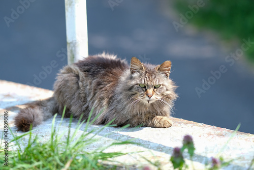 Stray cat at Tashirojima