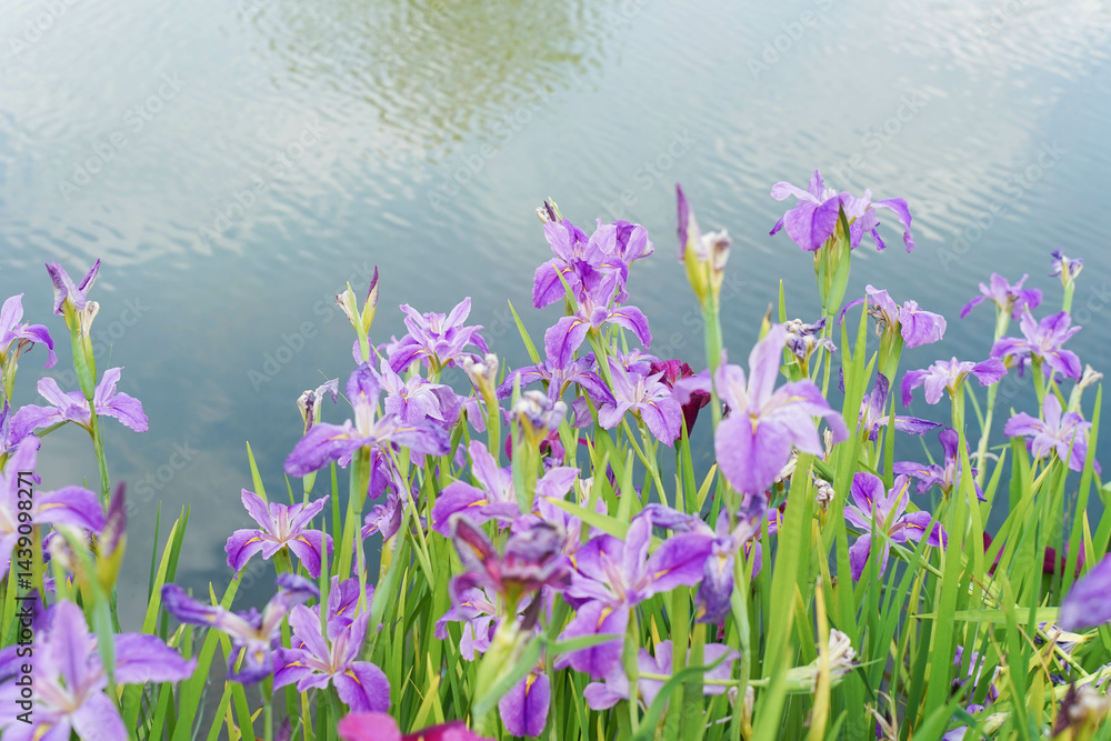 Beautiful flowers of Iris ensata in early summer