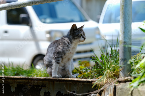 Stray cat at Tashirojima
