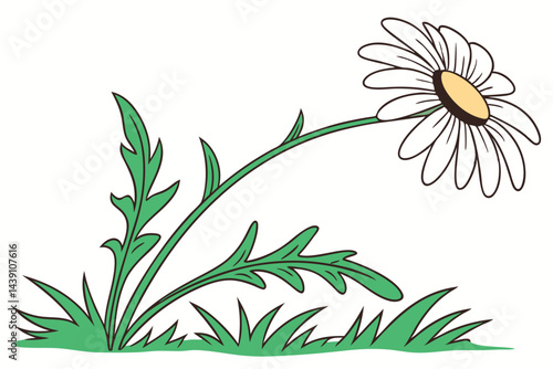 Premium Daisy Flower Vector Art Illustrations