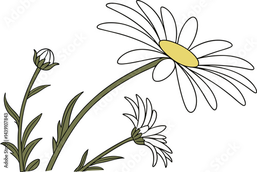 Premium Daisy Flower Vector Art Illustrations