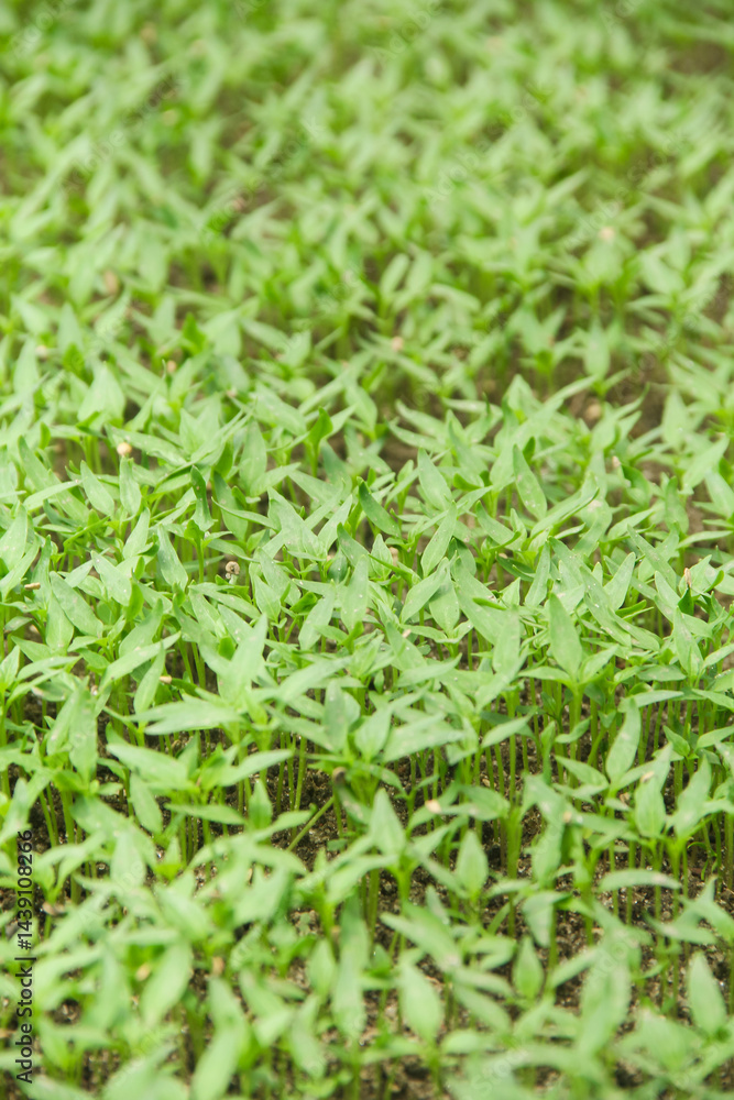 Curly chili or Capsicum annuum cultivation by sowing on the surface of fertile humus soil, small chili plants are sown on the nursery land Curly chili or Capsicum annuum cultivation by sowing on the surface of fertile humus soil, small chili plants are sown on the nursery land