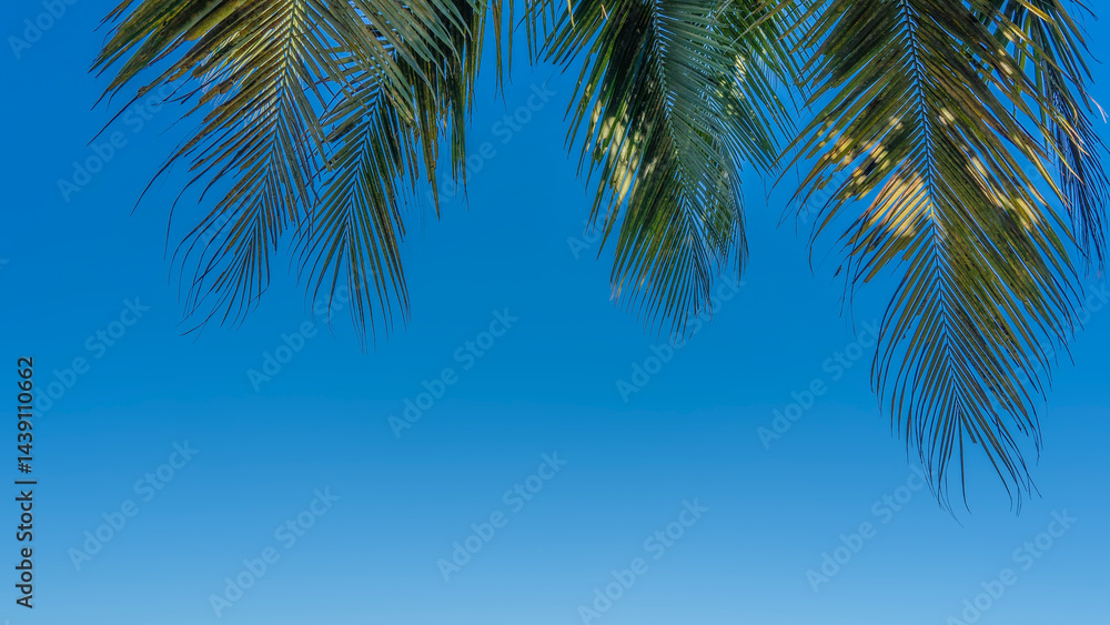 Fototapeta premium Palm leaves against a background of clear blue sky. The glare of the sun on the foliage. The upper part of the frame. Copy space. 