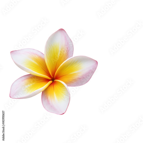 Plumeria Flower: High-Resolution Image