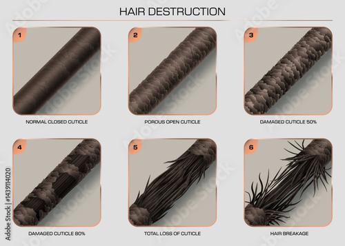 Hair damage and breakage showing the progressive stages of hair cuticle damage from healthy, closed cuticle to extreme breakage. Vector infographic for use in haircare education, salon promotions