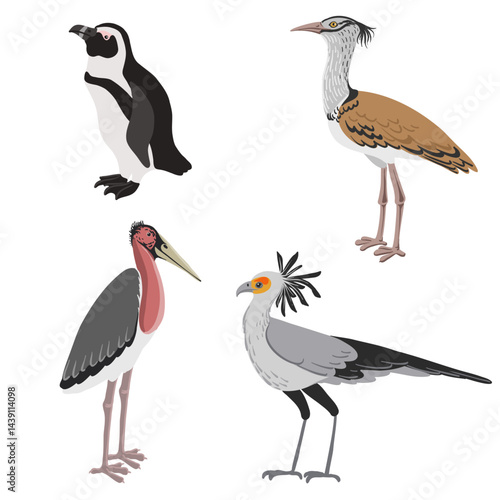 vector drawing African birds, penguin, marabou stork ,kori bustard and secretary bird, hand drawn isolated nature design elements