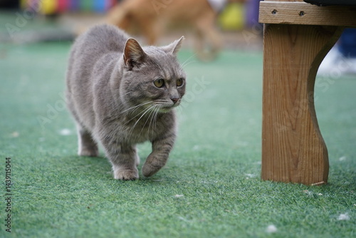 Photography Gray munchkin cat with short legs walking