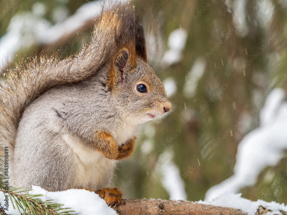 Fototapeta premium The squirrel sits on a branches without leaves in the winter or autumn