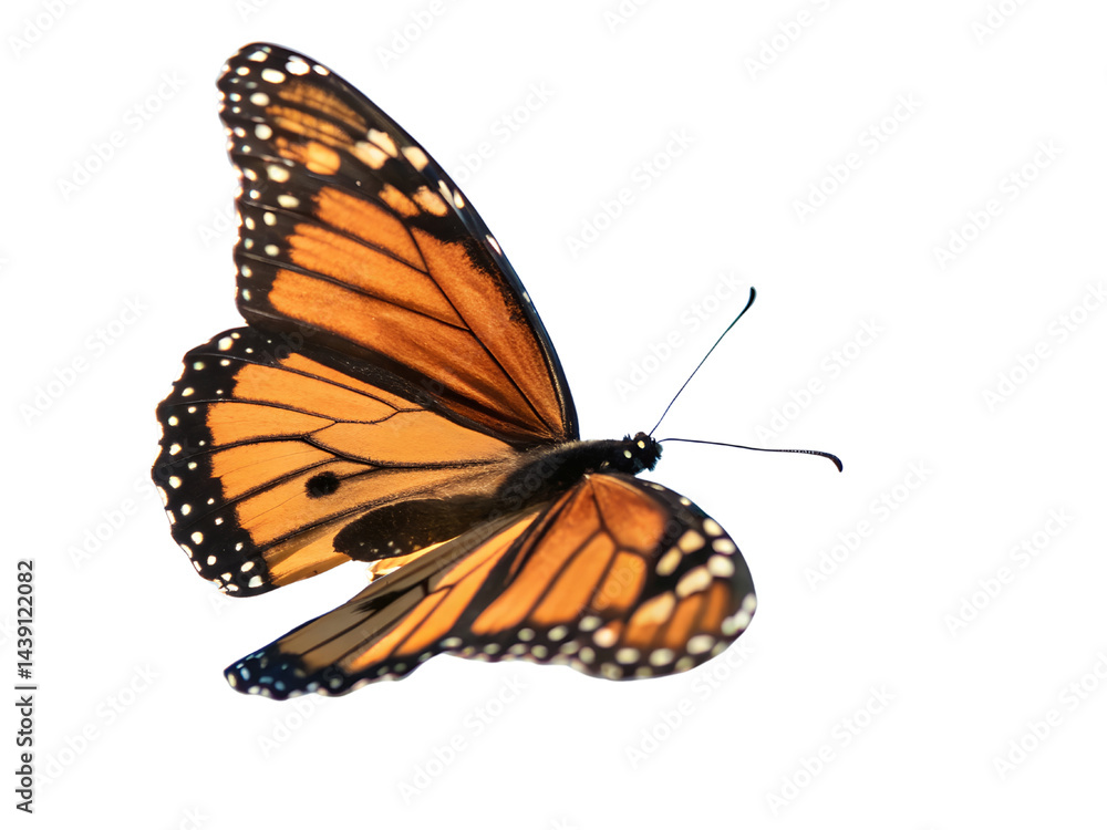 Close-Up of Colorful Butterfly in Flight Isolate on transparent background cutout, PNG file, Cutout file