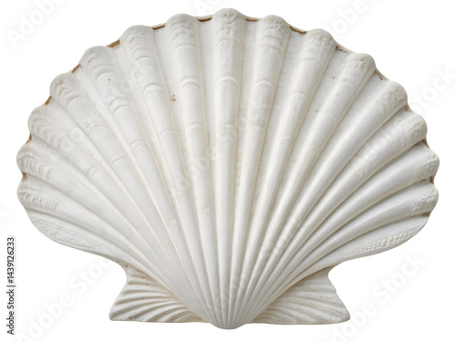 Obraz na płótnie White Scallop Seashell Isolate on transparent background cutout, PNG file, Cutout file w salonie