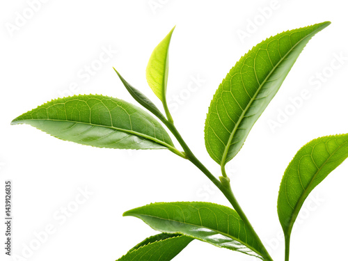 Close-Up of Fresh Green Leaves Isolate on transparent background cutout, PNG file, Cutout file