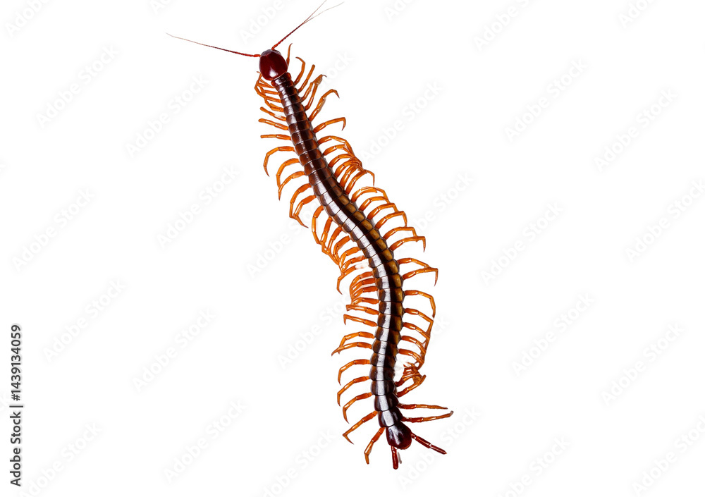 Centipede isolated on transparent or white background Centipede isolated on transparent or white background
