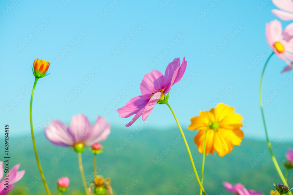 Field of Pink cosmos flowers blooming in garden,wild pink cosmos flowers in spring day,autumn season,view of the various cosmos flowers,Selective focus. Field of Pink cosmos flowers blooming in garden,wild pink cosmos flowers in spring day,autumn season,view of the various cosmos flowers,Selective focus.