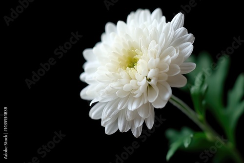 single white chrysanthemum rests solemnly on black background symbolizing remembrance and mourning