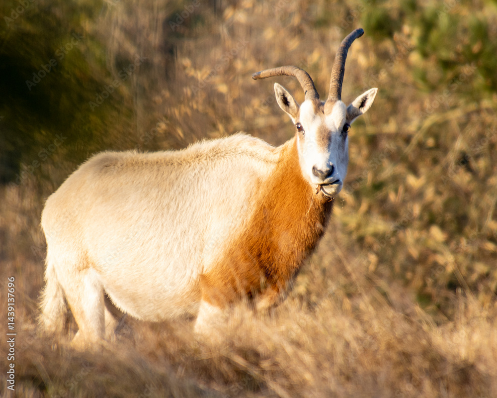 Scimitar horned oryx stands gracefully in a grassy landscape during golden hour in a natural habitat Scimitar horned oryx stands gracefully in a grassy landscape during golden hour in a natural habitat