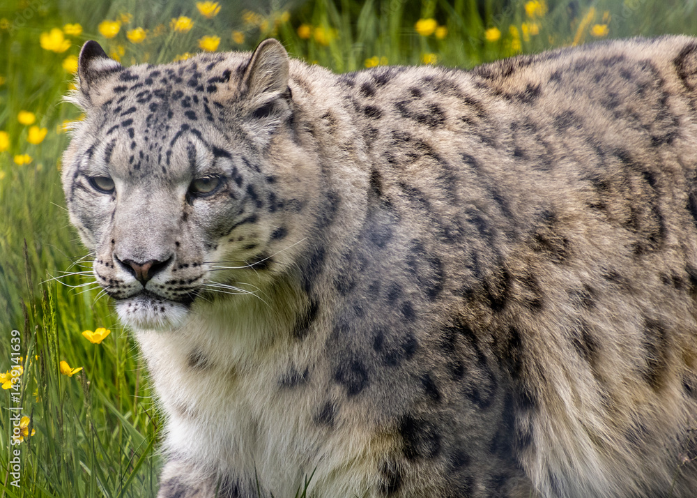 Snow leopard walks through a field of wildflowers in a mountainous landscape during a sunny day Snow leopard walks through a field of wildflowers in a mountainous landscape during a sunny day