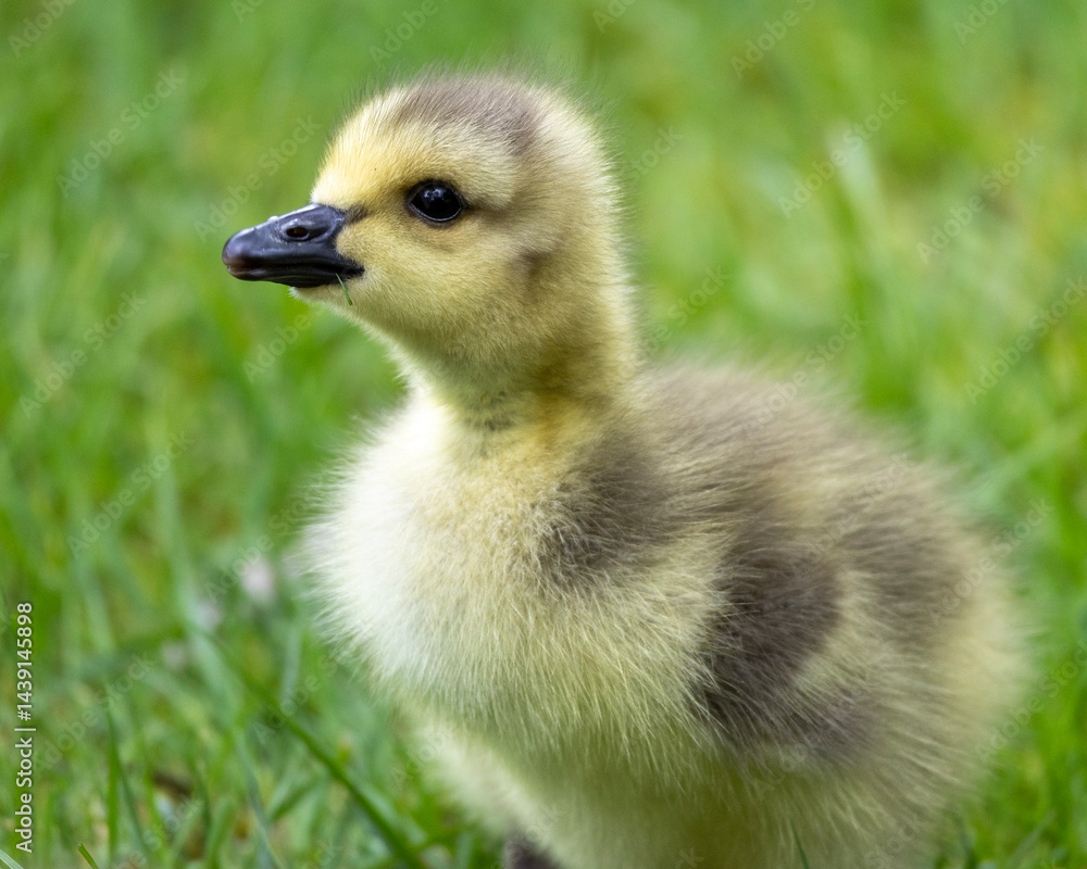 Young gosling stands on lush green grass in bright daylight, showcasing its soft feathers and curious nature while exploring its surroundings Young gosling stands on lush green grass in bright daylight, showcasing its soft feathers and curious nature while exploring its surroundings