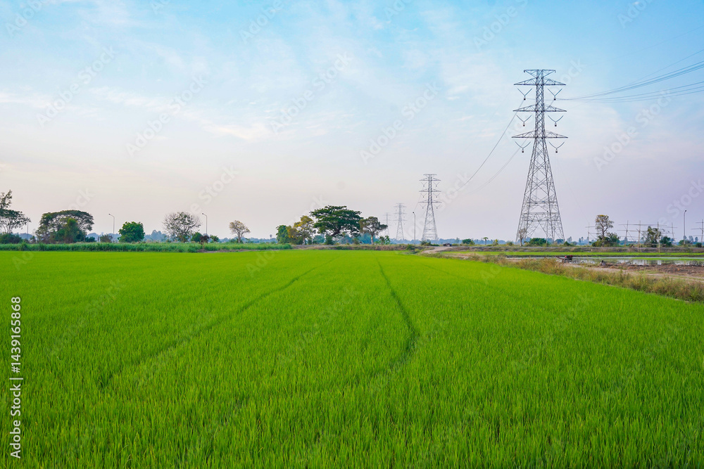 Green rice field with tall electricity pylons under blue sky, rural landscape with lush grass, peaceful and natural environment