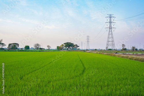 Obraz na płótnie Green rice field with tall electricity pylons under blue sky, rural landscape with lush grass, peaceful and natural environment w salonie