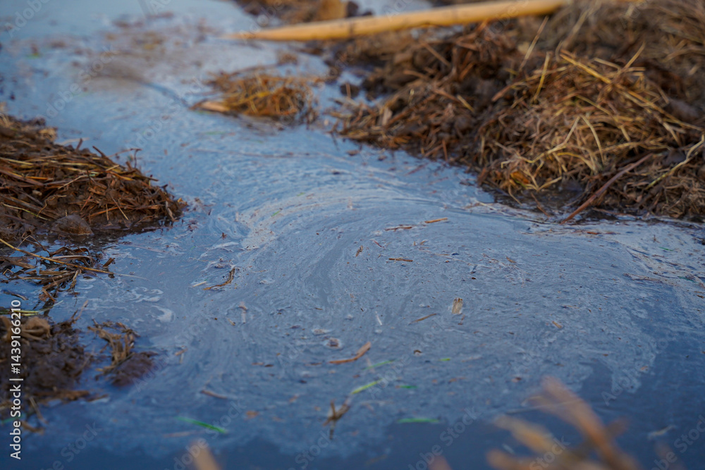 Contaminated water with visible oil slick and organic debris, environmental pollution in rural area, close up view