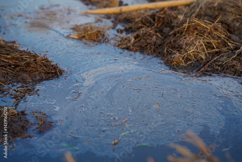 Obraz na płótnie Contaminated water with visible oil slick and organic debris, environmental pollution in rural area, close up view w salonie